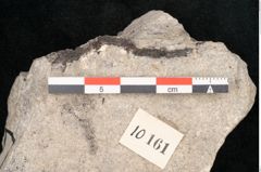 Foto (Objekt + Etikett) von Cassia pseudophaseolites Ettingshausen (NHMW-GEO-2024-0188-10161)